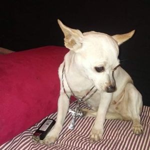 Meet your Posher, Avalanchi